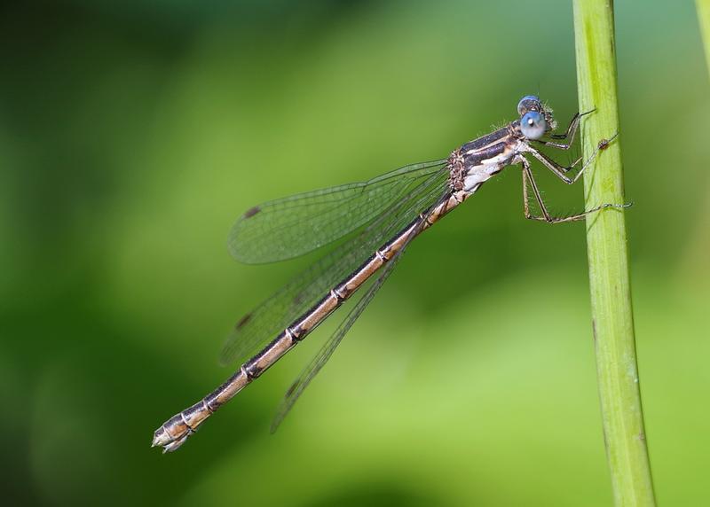 Photo of Spotted Spreadwing