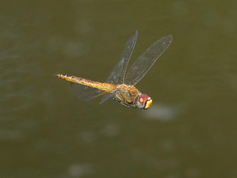 Photo of Wandering Glider