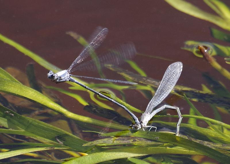 Photo of Powdered Dancer