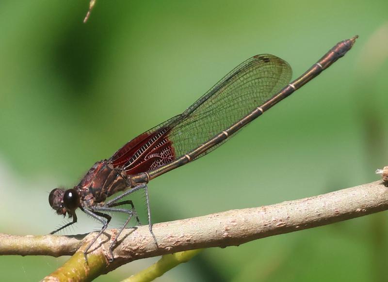 Photo of American Rubyspot