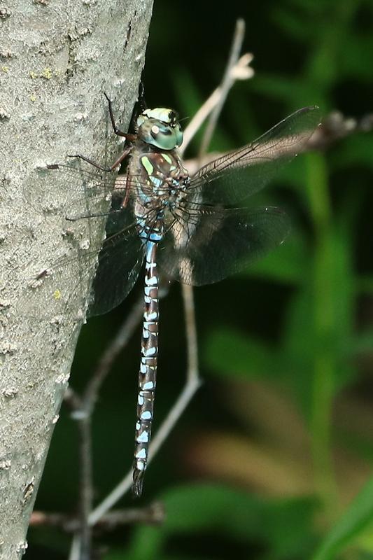 Photo of Canada Darner