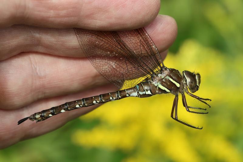 Photo of Shadow Darner