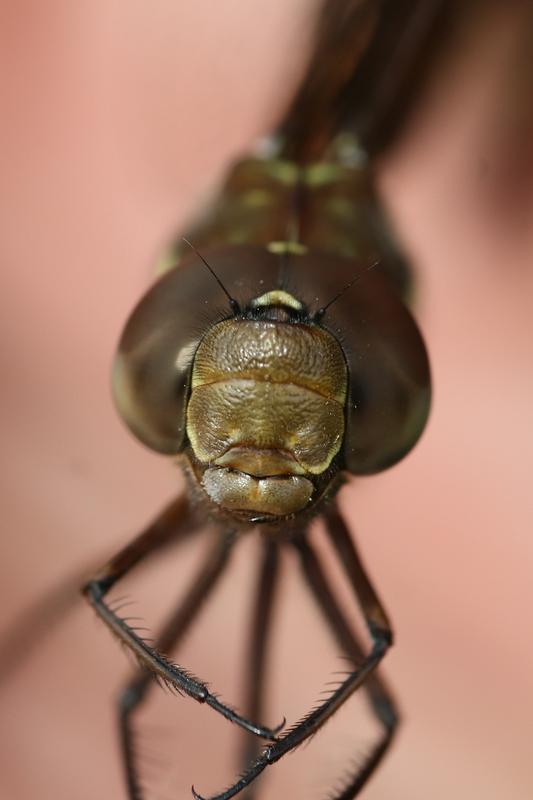 Photo of Shadow Darner