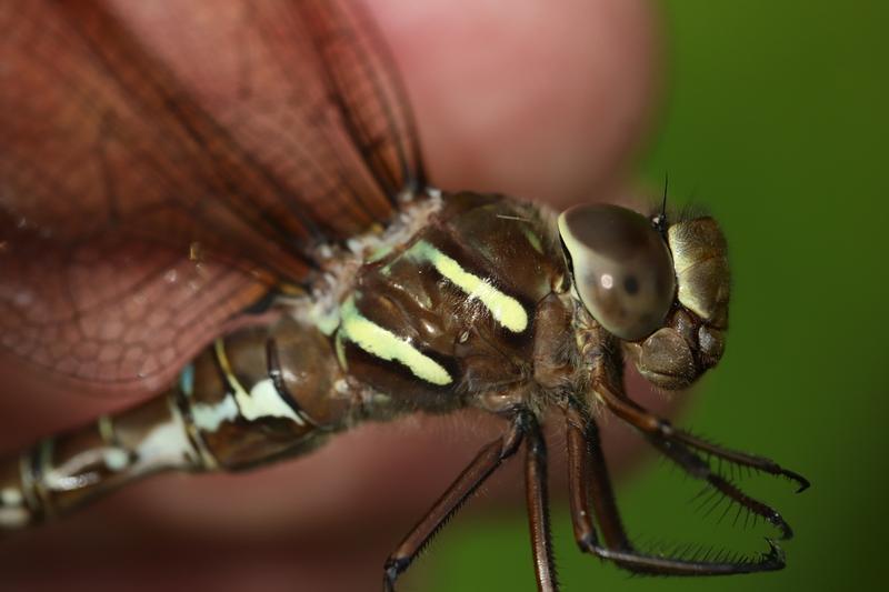 Photo of Shadow Darner