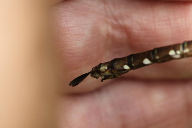 Photo of Shadow Darner