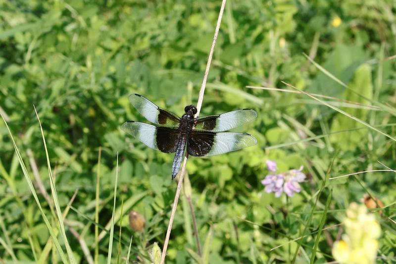 Photo of Widow Skimmer