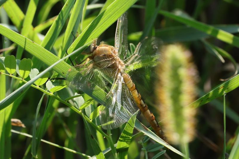 Photo of Wandering Glider