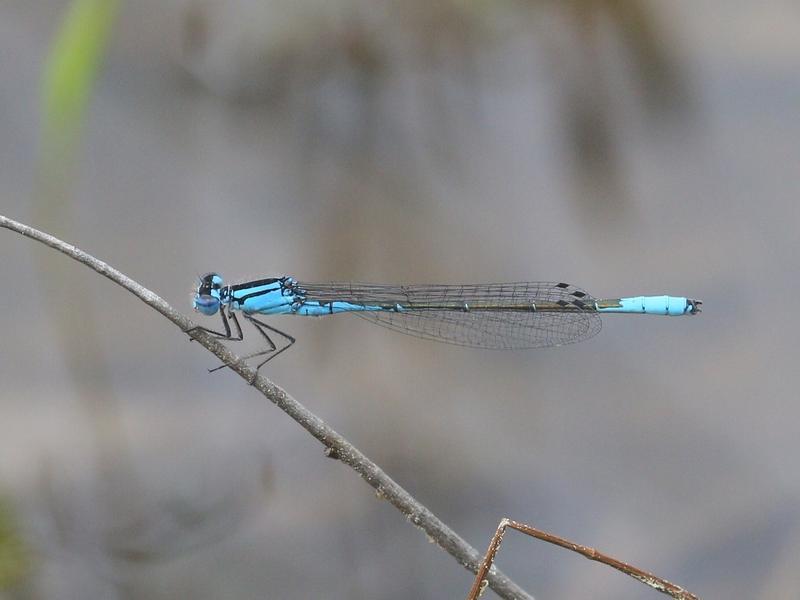 Photo of Azure Bluet