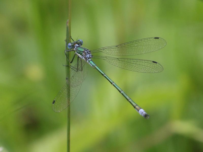 Photo of Emerald Spreadwing