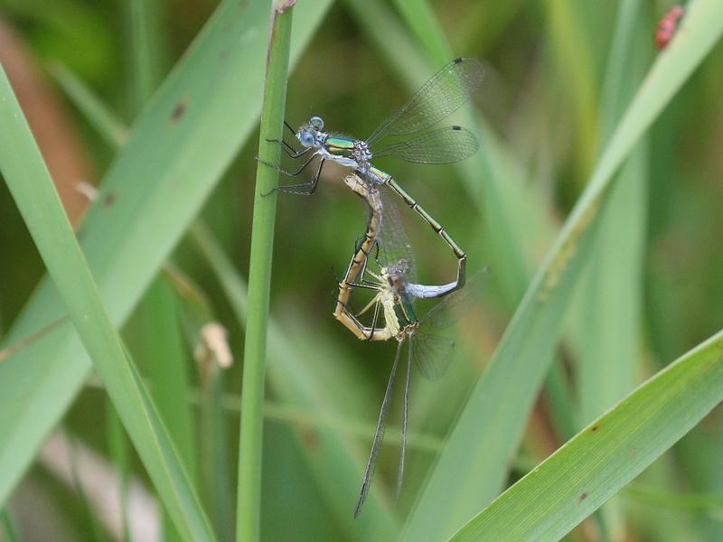 Photo of Emerald Spreadwing