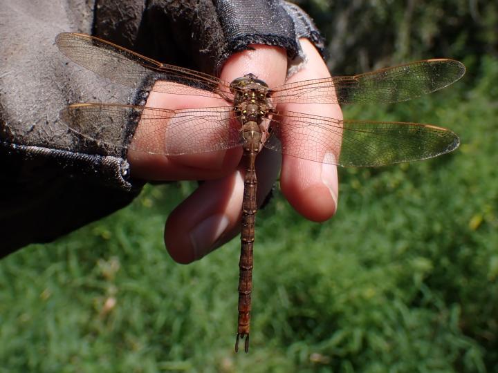 Photo of Fawn Darner