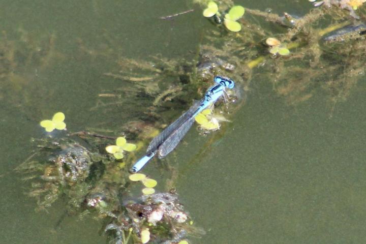 Photo of Azure Bluet