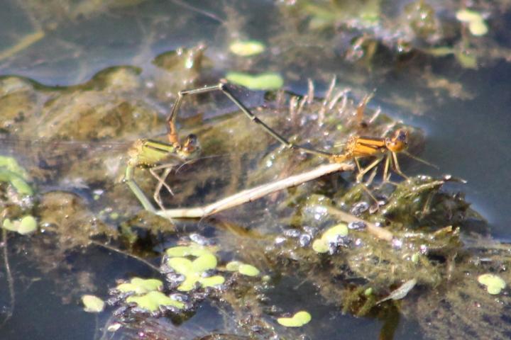 Photo of Orange Bluet