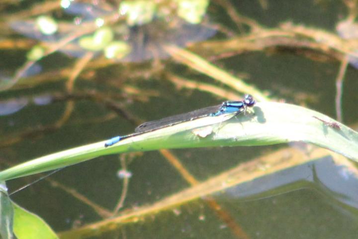 Photo of Skimming Bluet