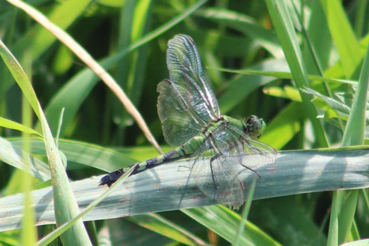 Photo of Eastern Pondhawk