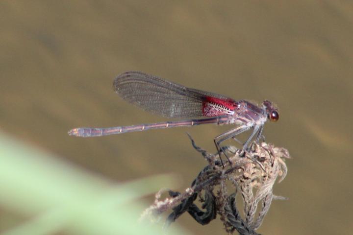 Photo of American Rubyspot