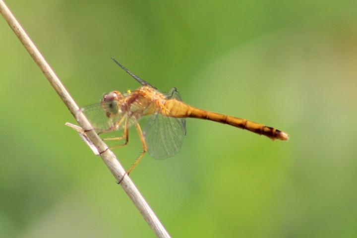 Photo of Autumn Meadowhawk