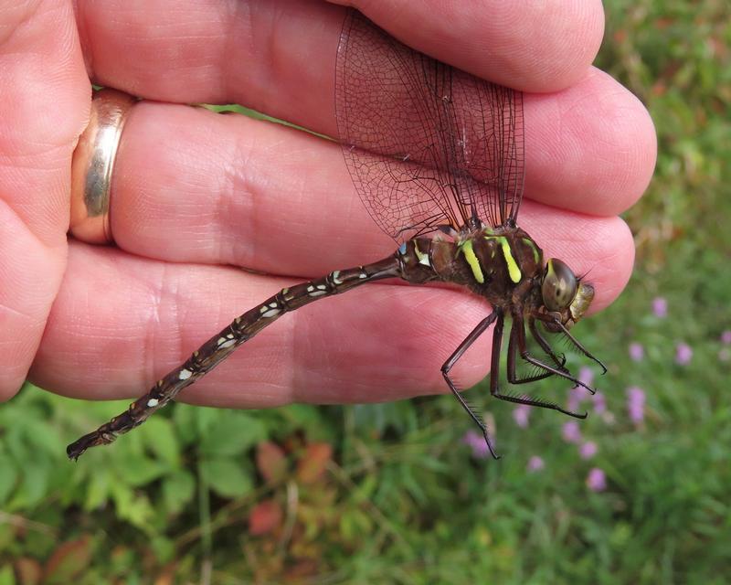 Photo of Shadow Darner