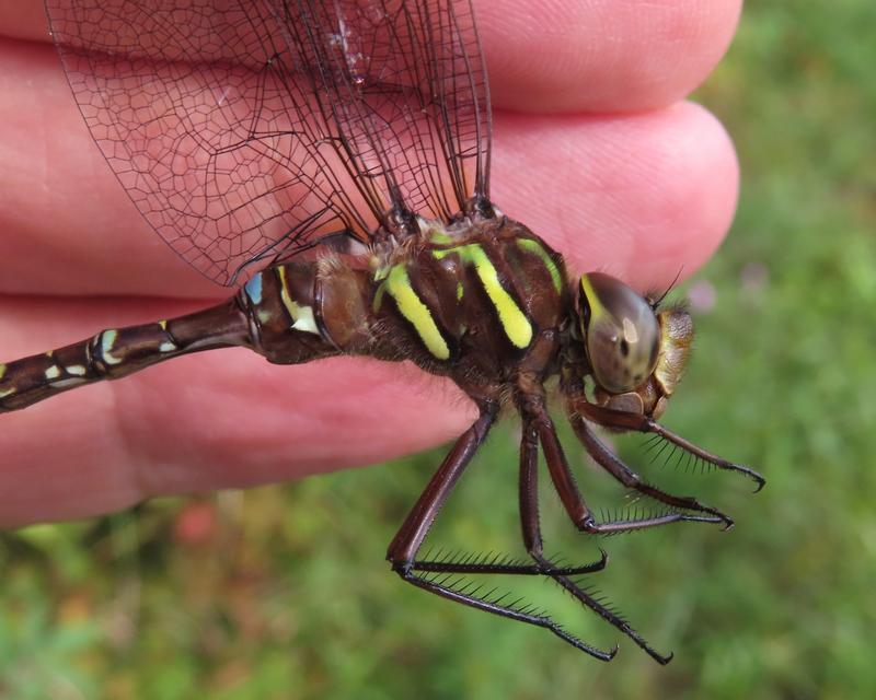 Photo of Shadow Darner