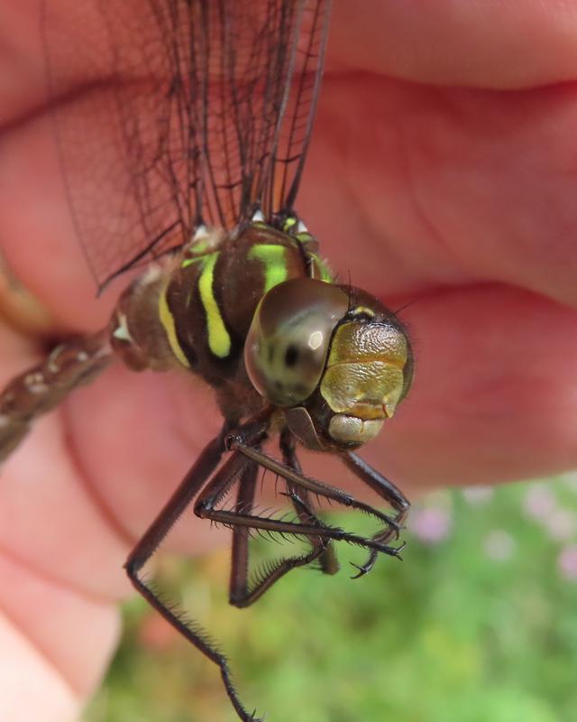 Photo of Shadow Darner