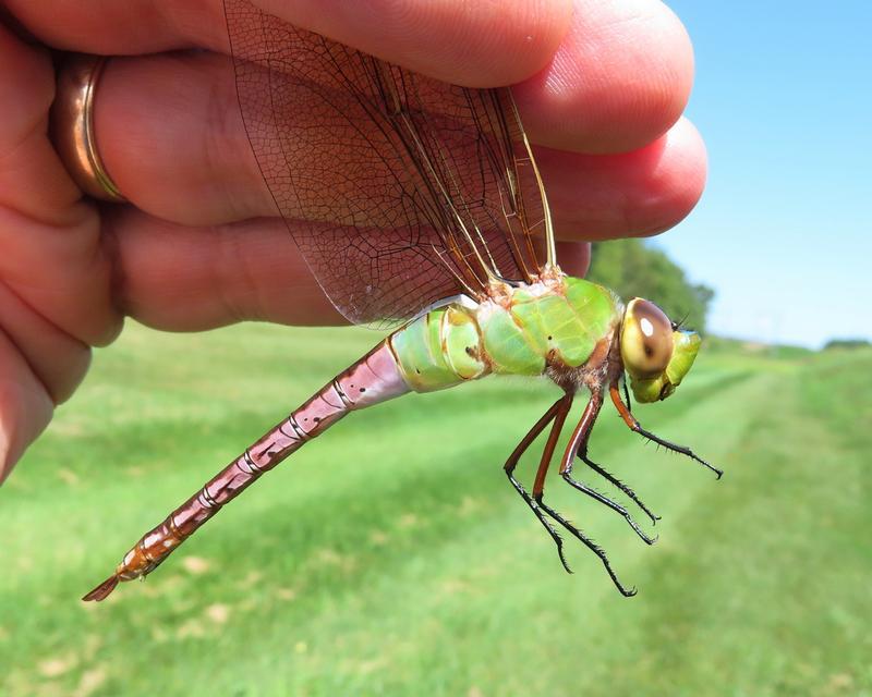 Photo of Common Green Darner