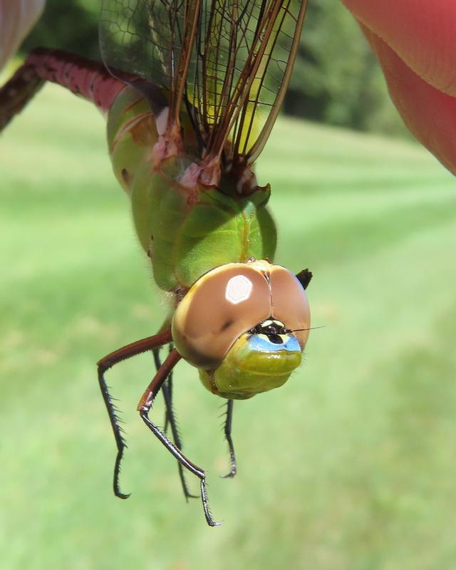 Photo of Common Green Darner