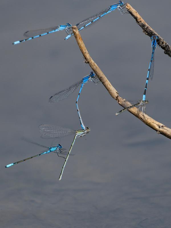Photo of Familiar Bluet
