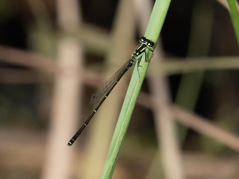 Photo of Fragile Forktail