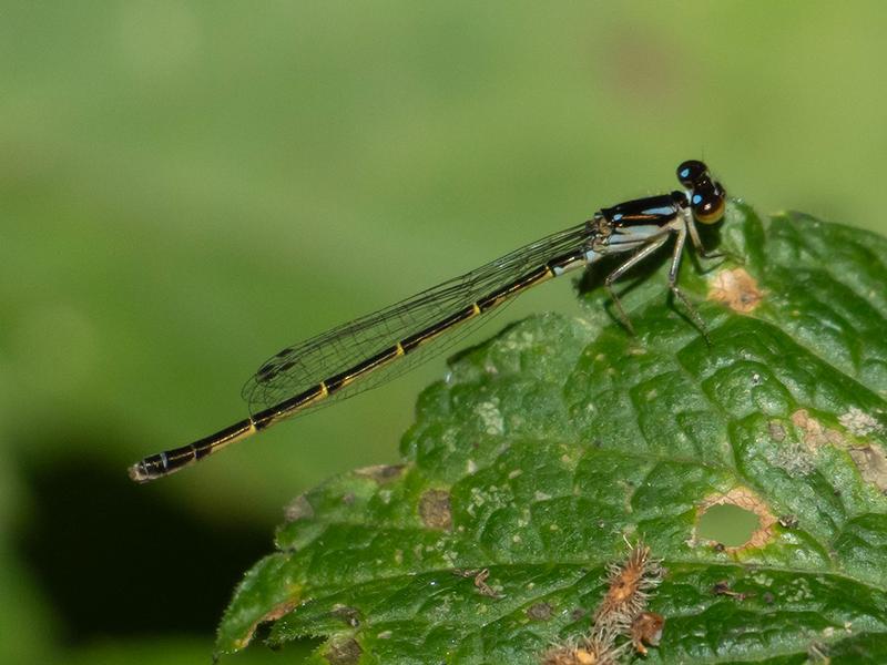 Photo of Fragile Forktail