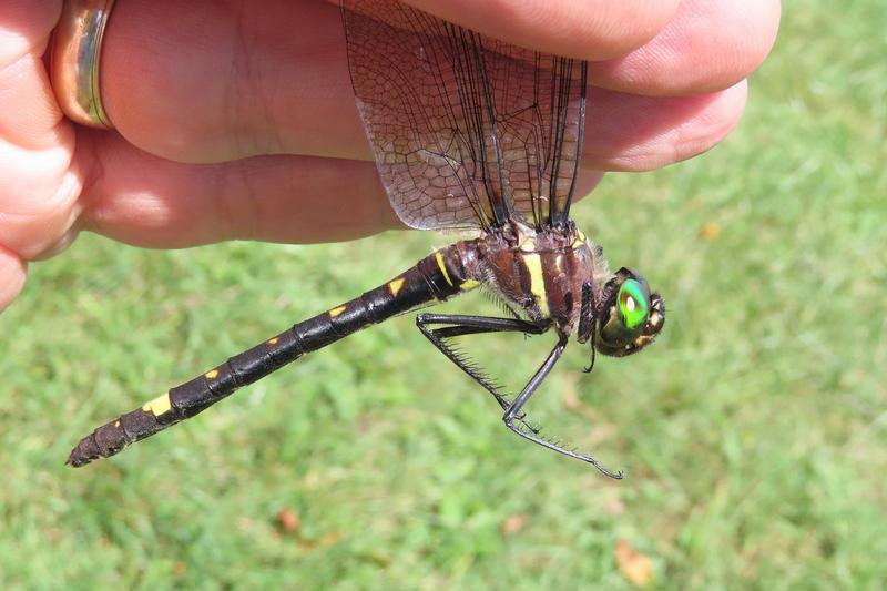 Photo of Swift River Cruiser (Illinois River Cruiser ssp.)