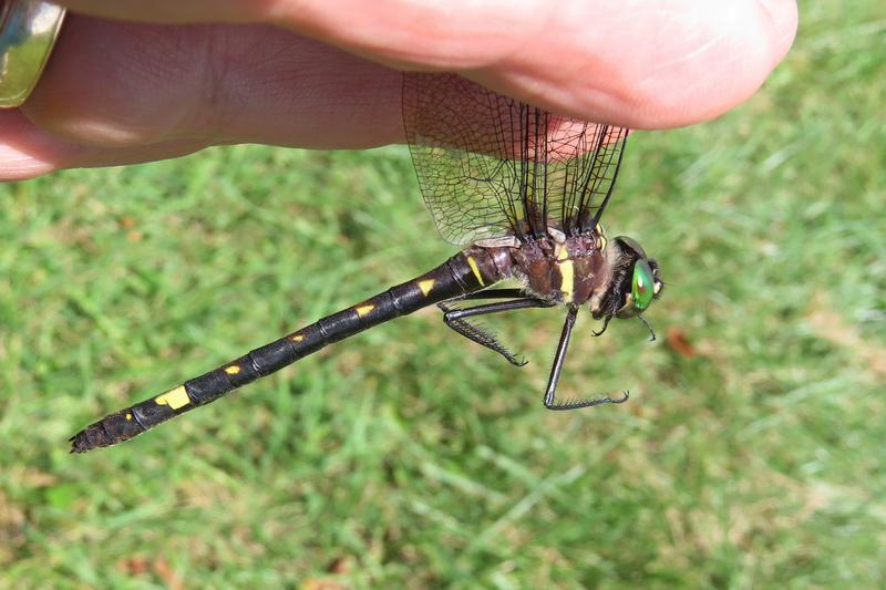 Photo of Swift River Cruiser (Illinois River Cruiser ssp.)