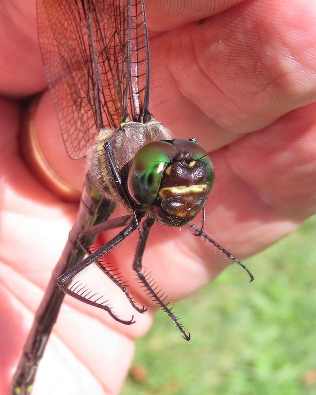 Photo of Swift River Cruiser (Illinois River Cruiser ssp.)