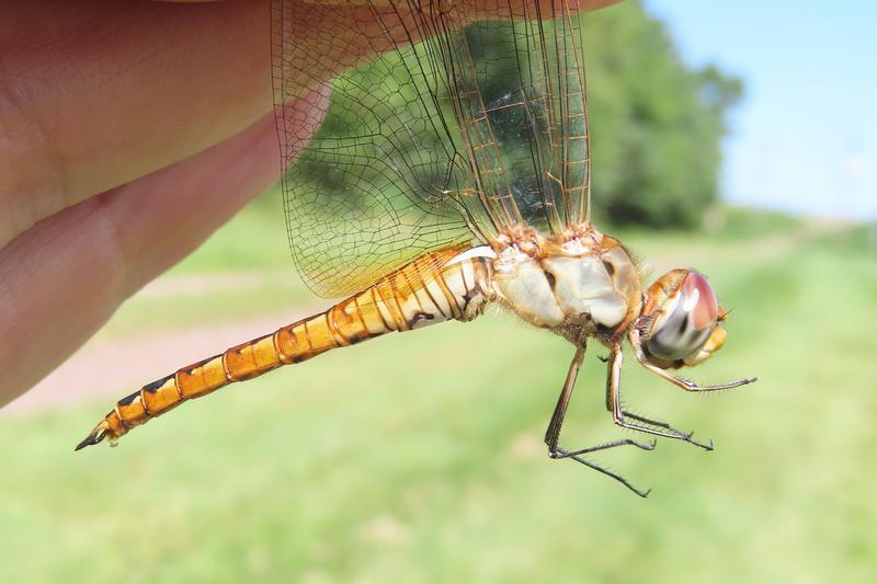 Photo of Wandering Glider