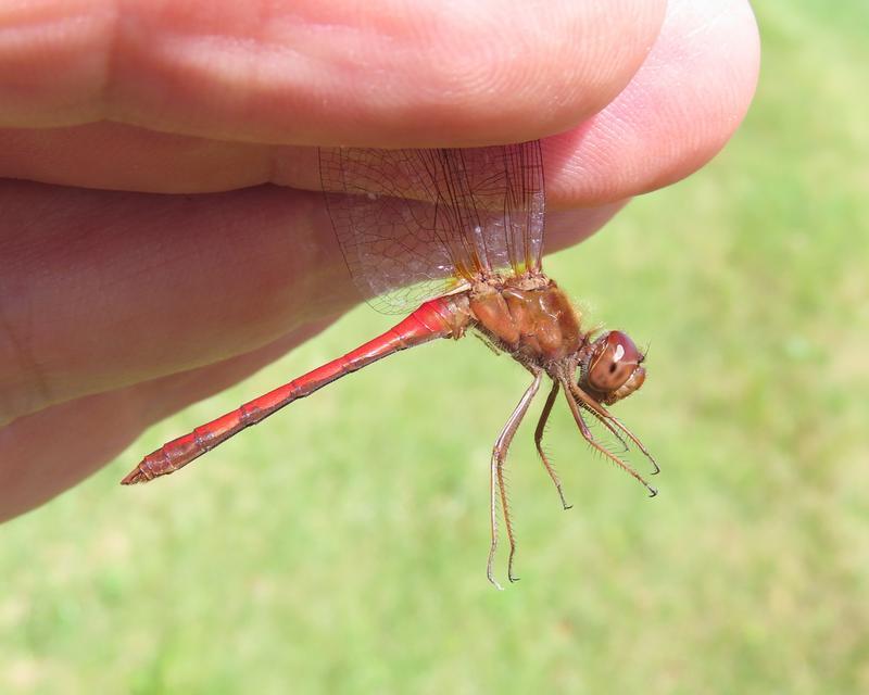 Photo of Autumn Meadowhawk