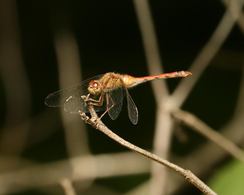 Photo of Autumn Meadowhawk