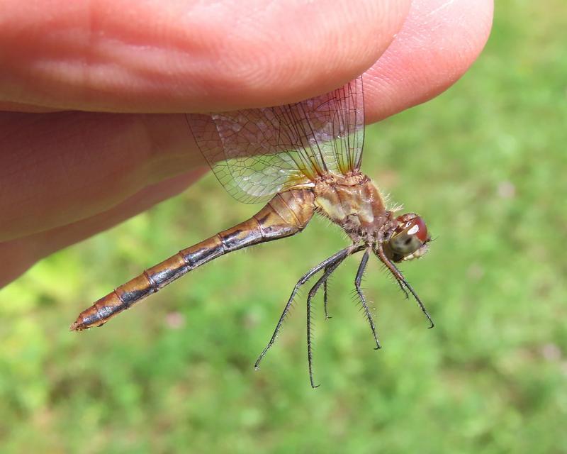 Photo of White-faced Meadowhawk