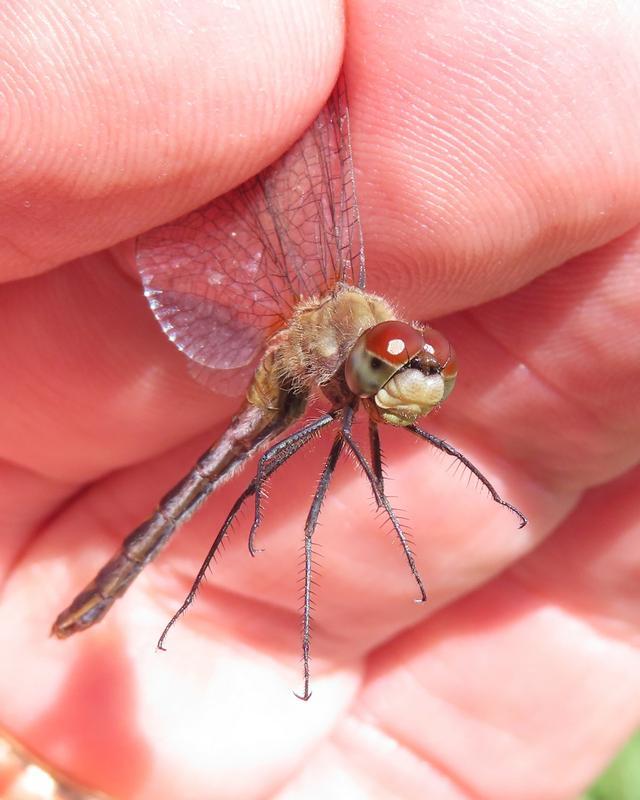 Photo of White-faced Meadowhawk