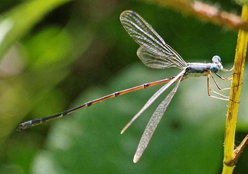 Photo of Slender Spreadwing