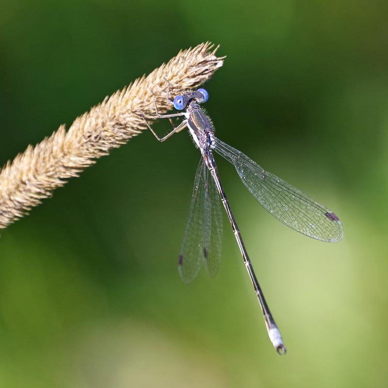 Photo of Spotted Spreadwing