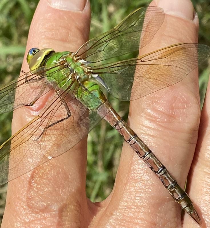 Photo of Common Green Darner