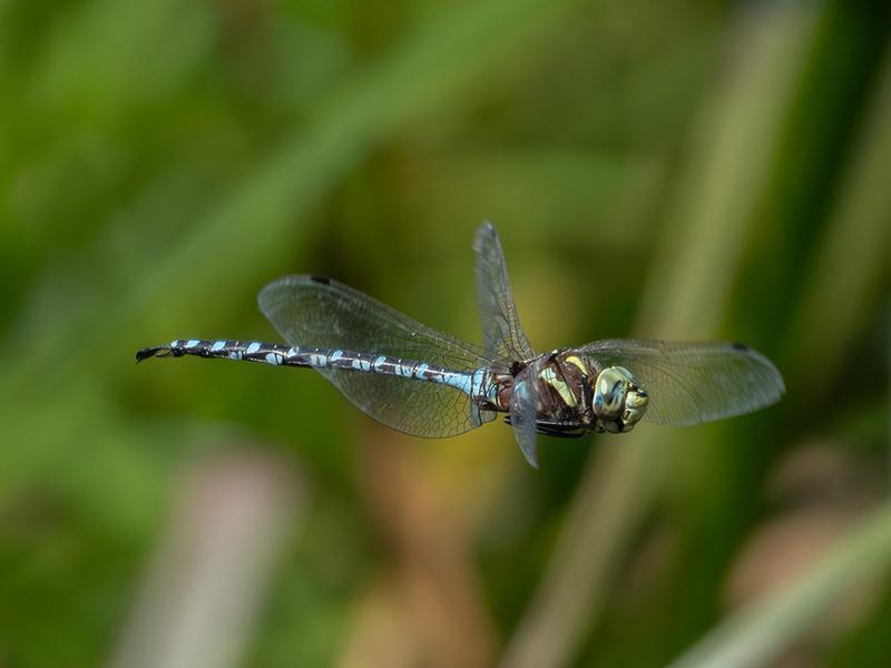 Photo of Lance-tipped Darner