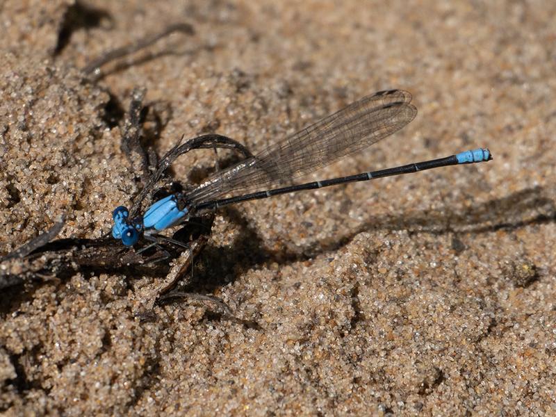 Photo of Blue-fronted Dancer