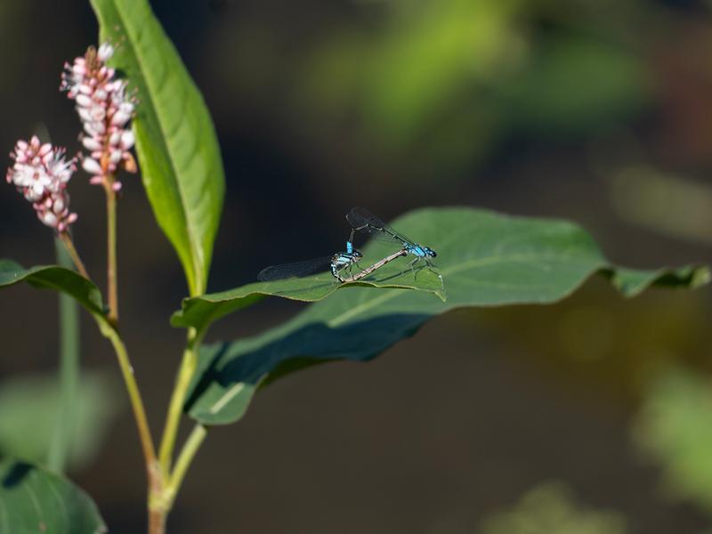 Photo of Skimming Bluet