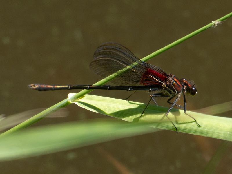 Photo of American Rubyspot