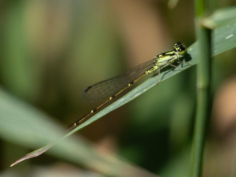 Photo of Fragile Forktail