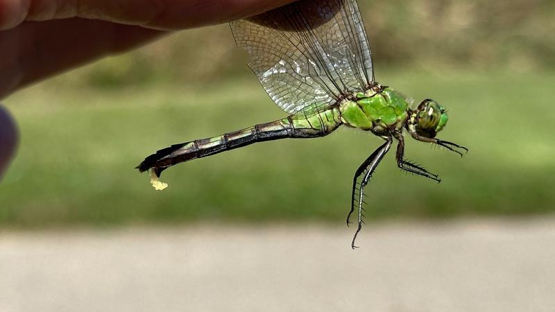 Photo of Eastern Pondhawk