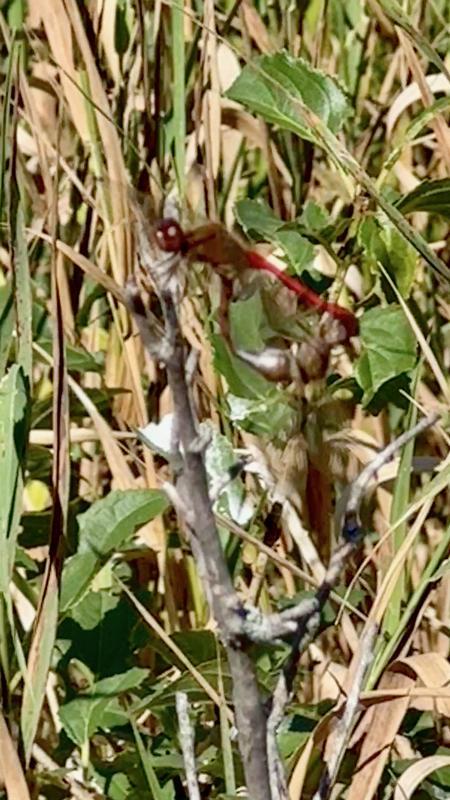 Photo of Autumn Meadowhawk