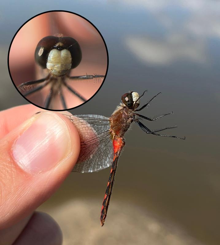 Photo of White-faced Meadowhawk