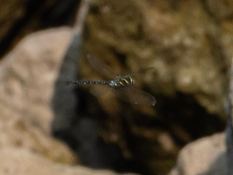 Photo of Shadow Darner