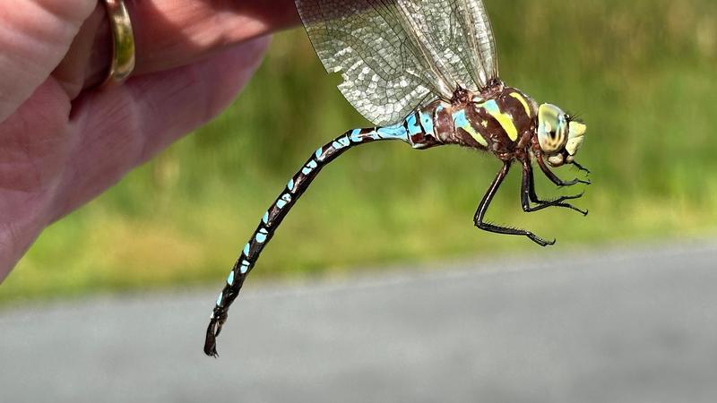 Photo of Lance-tipped Darner